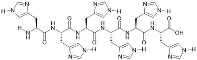 6×Peptidanya