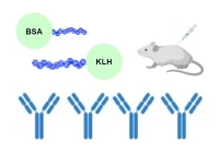 KLH Konjugasi Peptida, BSA Atau OVA